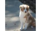 Mutt Puppy for sale in Glencoe, MN, USA