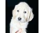 Golden Retriever Puppy for sale in Mesa, AZ, USA