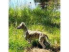 Whippet Puppy for sale in Roseburg, OR, USA