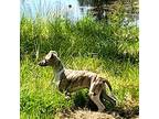 Male Whippet