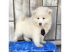 Samoyed Puppy for sale in Woodburn, IN, USA