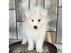 Samoyed Puppy for sale in Woodburn, IN, USA