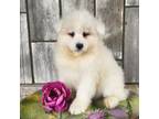 Samoyed Puppy for sale in Woodburn, IN, USA