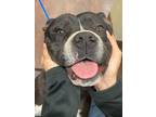 Adopt Hippo a Staffordshire Bull Terrier