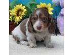 Dachshund Puppy for sale in Milan, IN, USA