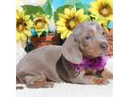 Dachshund Puppy for sale in Milan, IN, USA