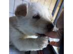 Adopt White Puppy 2 a German Shepherd Dog