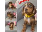 Beagle Puppy for sale in Miami, FL, USA
