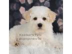 Bichon Frise Puppy for sale in Boyden, IA, USA