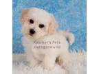 Bichon Frise Puppy for sale in Boyden, IA, USA