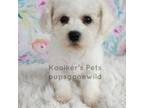 Bichon Frise Puppy for sale in Boyden, IA, USA