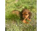 Dachshund Puppy for sale in Vanzant, MO, USA