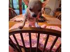 Chihuahua Puppy for sale in Perkasie, PA, USA