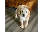 Golden Retriever Puppy for sale in Fayetteville, NC, USA