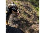 Adopt Jax a Border Terrier, Schnauzer