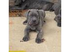 Cane Corso Puppy for sale in Senoia, GA, USA