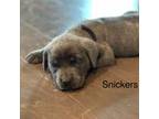 Cane Corso Puppy for sale in Senoia, GA, USA