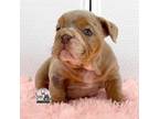 Bulldog Puppy for sale in Lehigh Acres, FL, USA