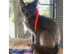 Adopt Mica a Domestic Short Hair