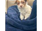 Yorkshire Terrier Puppy for sale in West Orange, NJ, USA