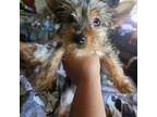 Yorkshire Terrier Puppy for sale in Phoenix, AZ, USA