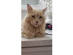 Adopt Sebastian a Maine Coon, Domestic Long Hair