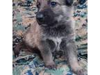 German Shepherd Dog Puppy for sale in Gaston, SC, USA