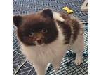 Pomeranian Puppy for sale in Meeker, CO, USA