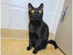 Adopt Marbles a Domestic Short Hair