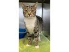 Adopt Cassie a Domestic Short Hair