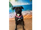 Adopt Prue a Pit Bull Terrier