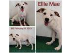 Adopt Ellie Mae a Mixed Breed