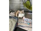 Adopt Kit Kat a Calico