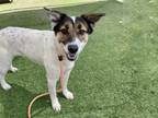 Adopt SERENITY a Australian Cattle Dog / Blue Heeler, Border Collie