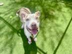 Adopt TARA a Pit Bull Terrier