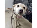 Adopt Frankie (female) a Shepherd