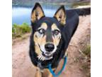 Adopt VIRIDI* a German Shepherd Dog, Mixed Breed