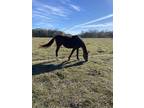 Thoroughbred mare and colt