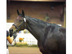 Hanoverian Brood mare