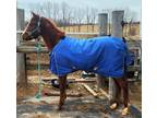 Yearling Half Arabian Colt