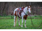 Super Flashy Sorrel and White Paint Mare, Been Used for Trail Riding