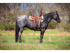 Fancy True Blue Roan Quarter Horse Gelding, Ranch, Trail Ride, Arena Work