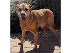 Adopt Red Dog a Rottweiler