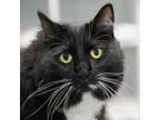 Adopt Kali a Domestic Medium Hair