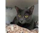 Adopt Llyr a Domestic Short Hair