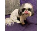 Adopt BLISS a Shih Tzu