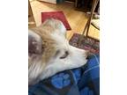 Adopt Cinnamon a Siberian Husky