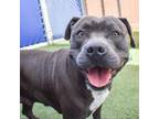 Adopt Atlanta a Pit Bull Terrier