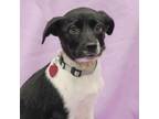 Adopt SAVA a Terrier, Border Collie