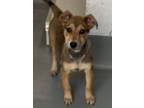 Adopt A236853 a Australian Cattle Dog / Blue Heeler, Mixed Breed